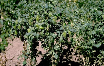 Nohut Bitkisi Tarifi ve Malzemeleri Nohut Bitkisi Tarifi ve Malzemeleri